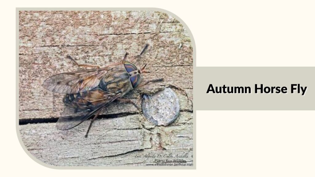 Autumn Horse Fly