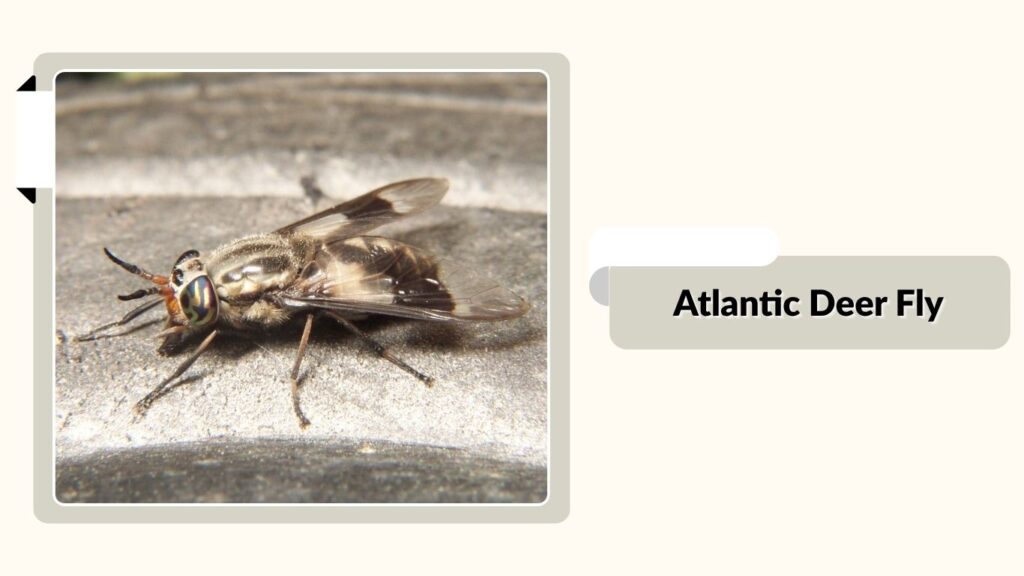 Atlantic Deer Fly