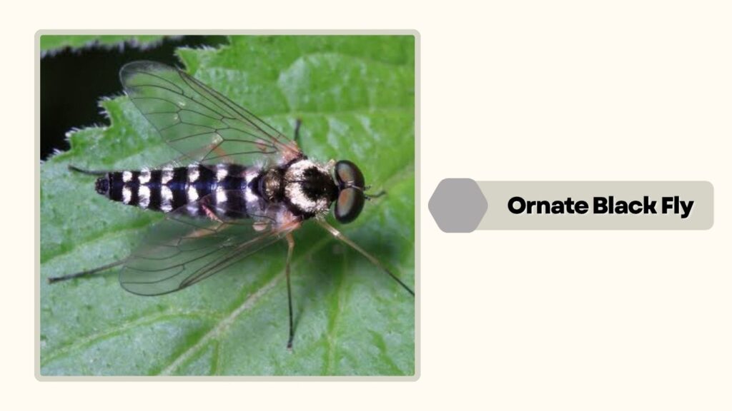 Ornate Black Fly