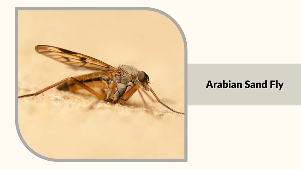  Arabian Sand Fly
