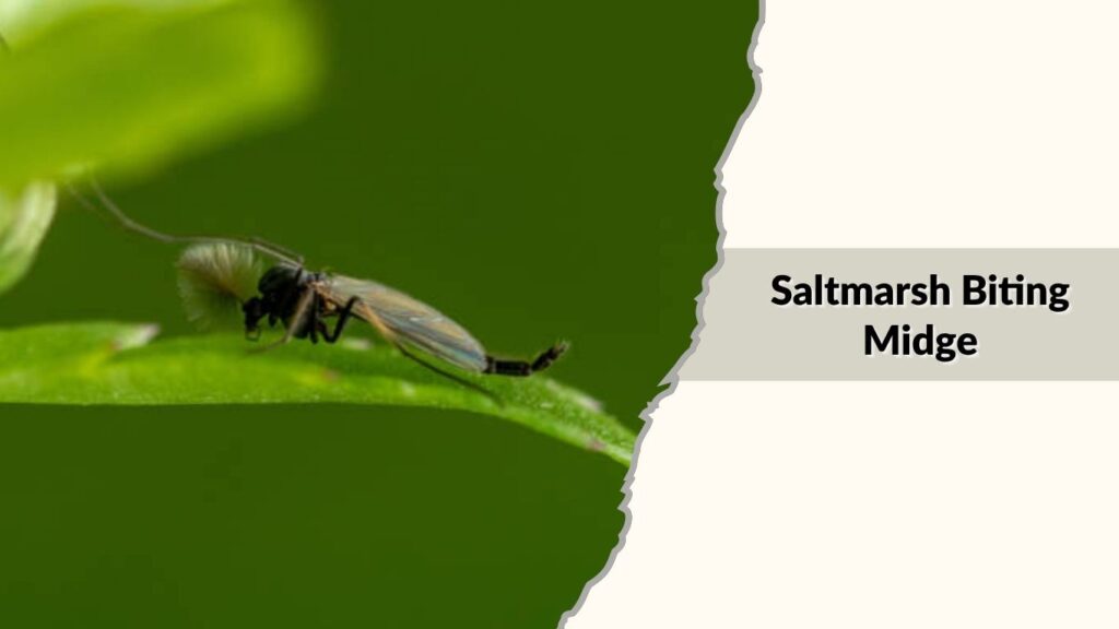 Saltmarsh Biting Midge