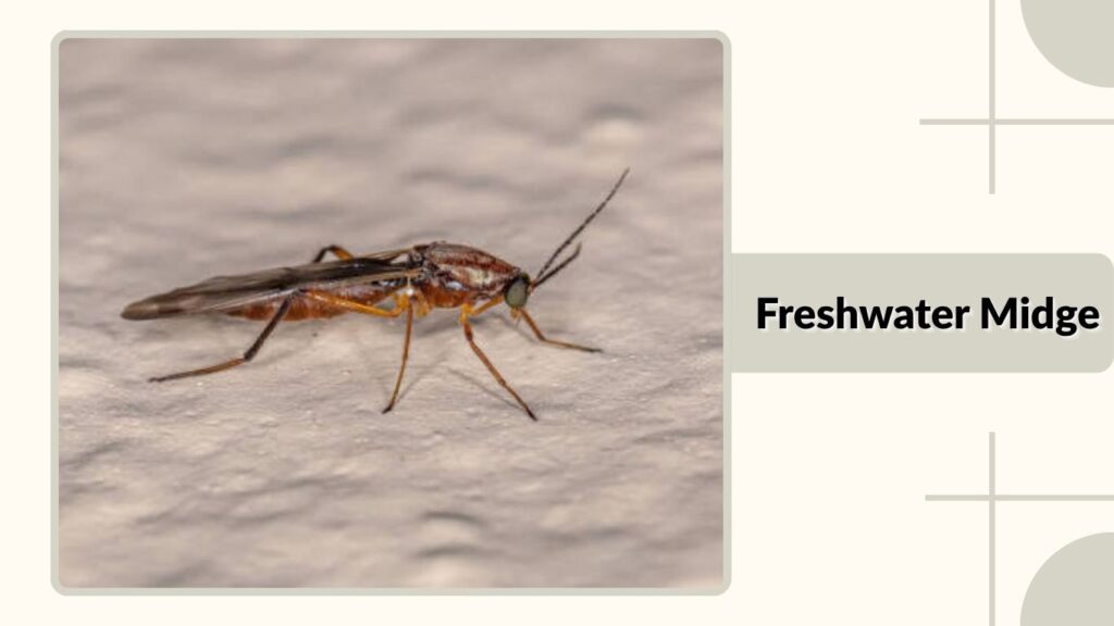 Freshwater Midge