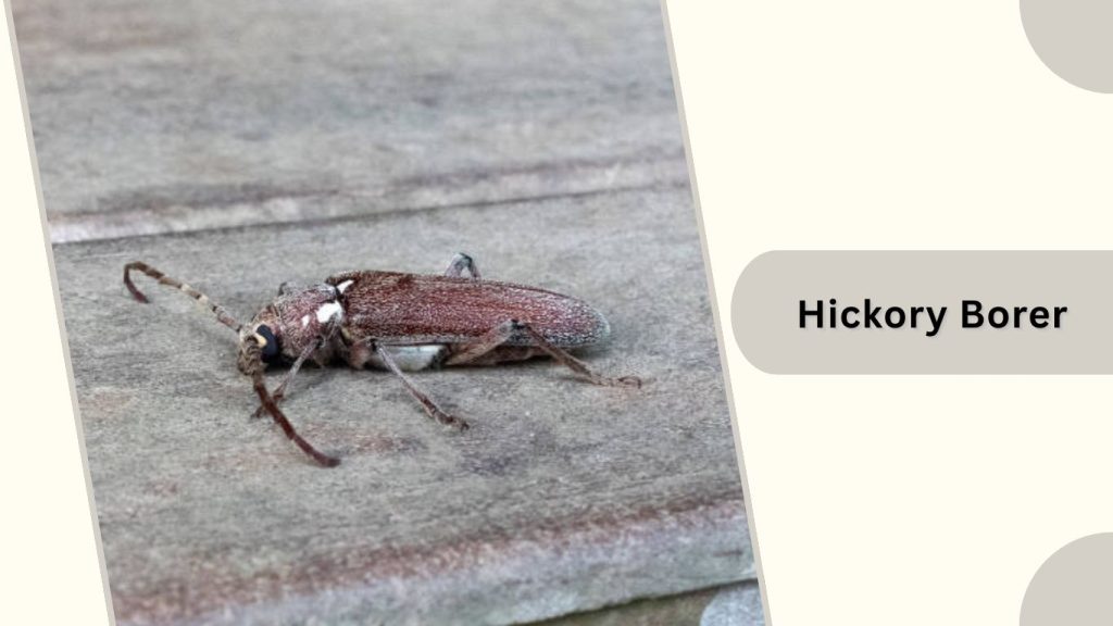 Hickory Borer