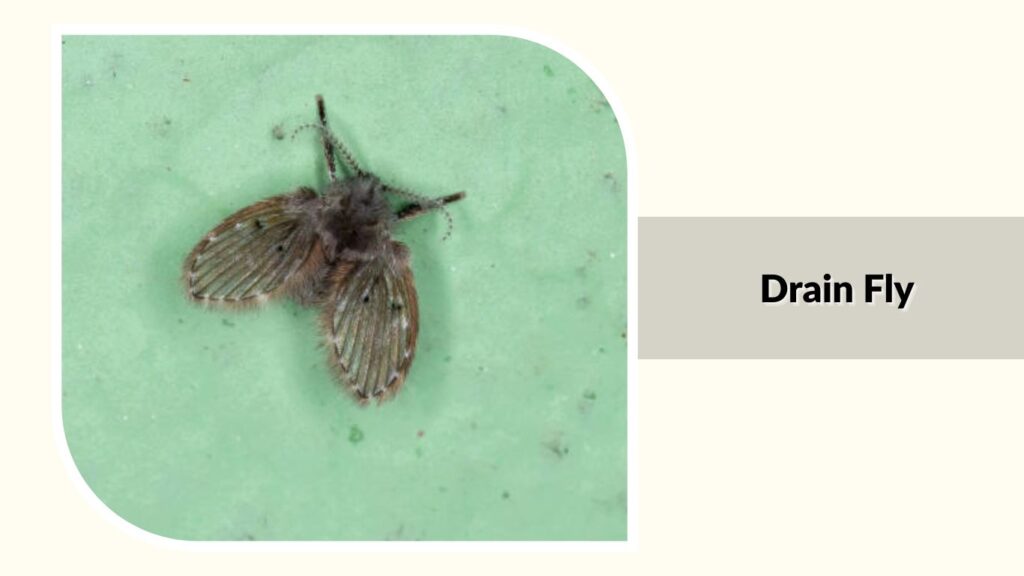 Drain Fly