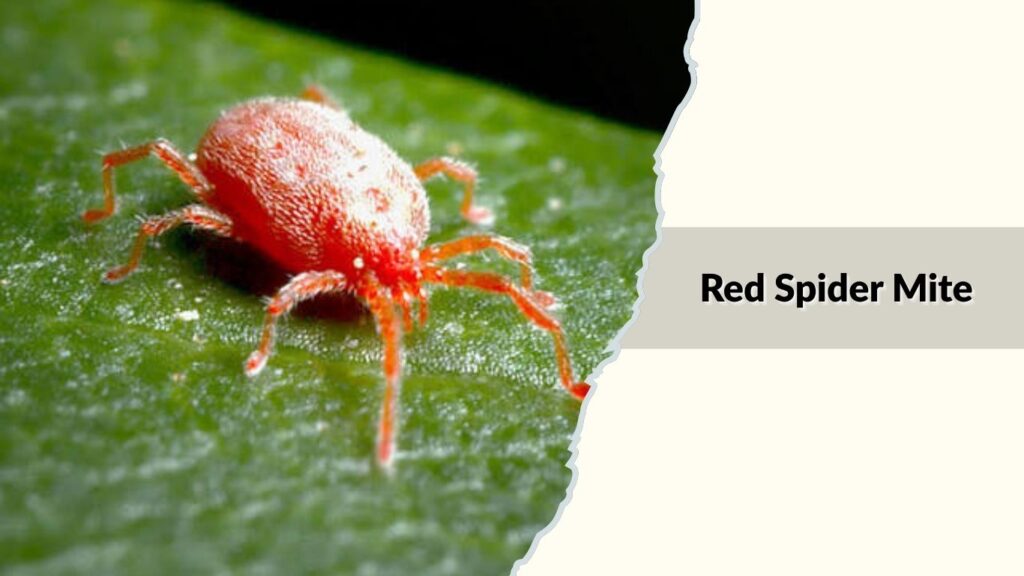 Red Spider Mite