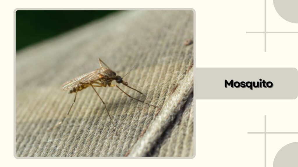 Mosquito