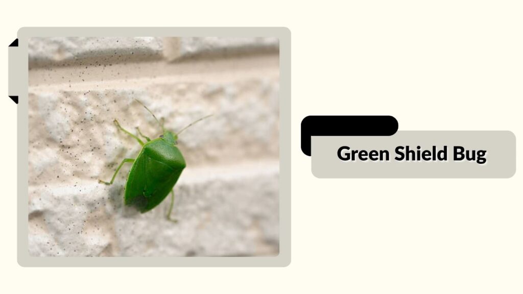 Green Shield Bug
