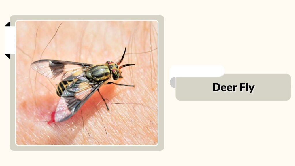 Deer Fly