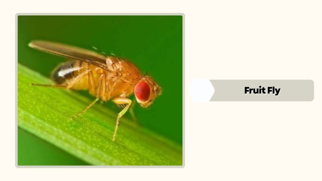 Fruit Fly