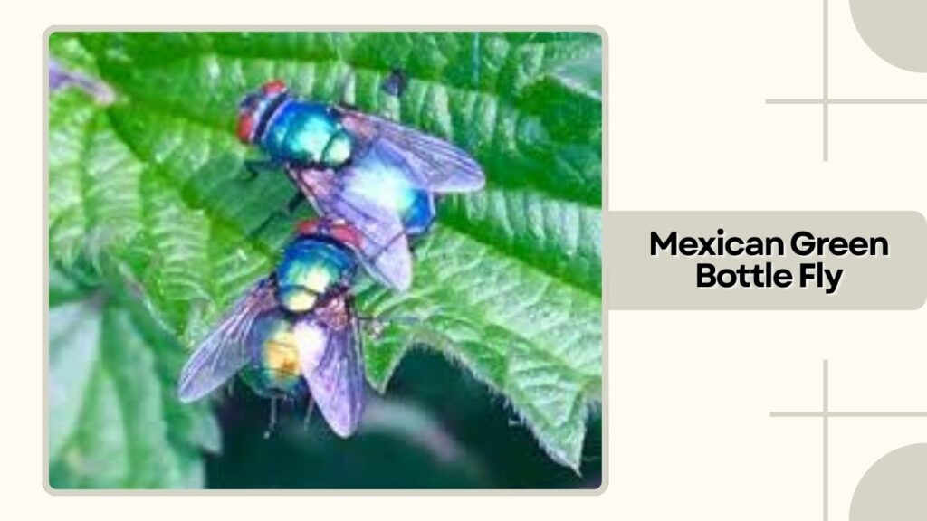 Mexican Green Bottle Fly