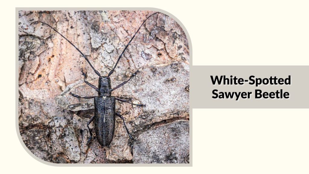 White-Spotted Sawyer Beetle