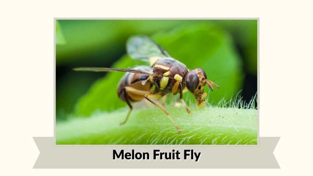  Melon Fruit Fly