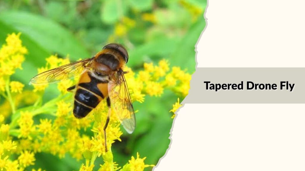  Tapered Drone Fly