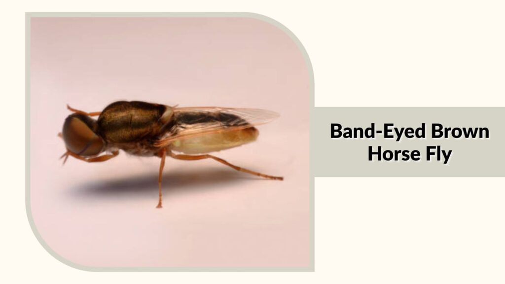 Band-Eyed Brown Horse Fly