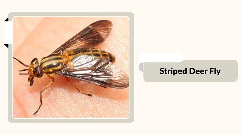  Striped Deer Fly