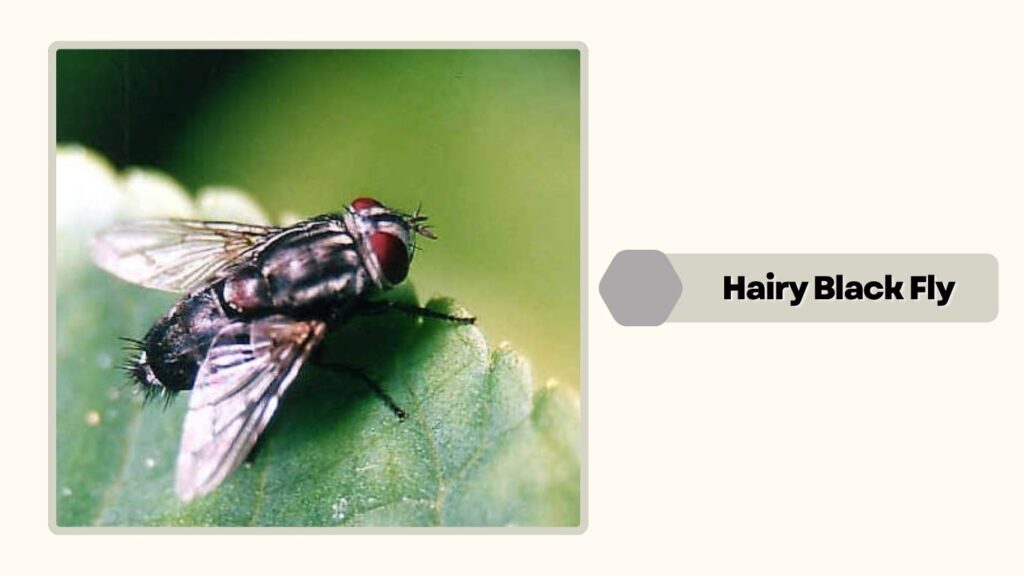 Hairy Black Fly