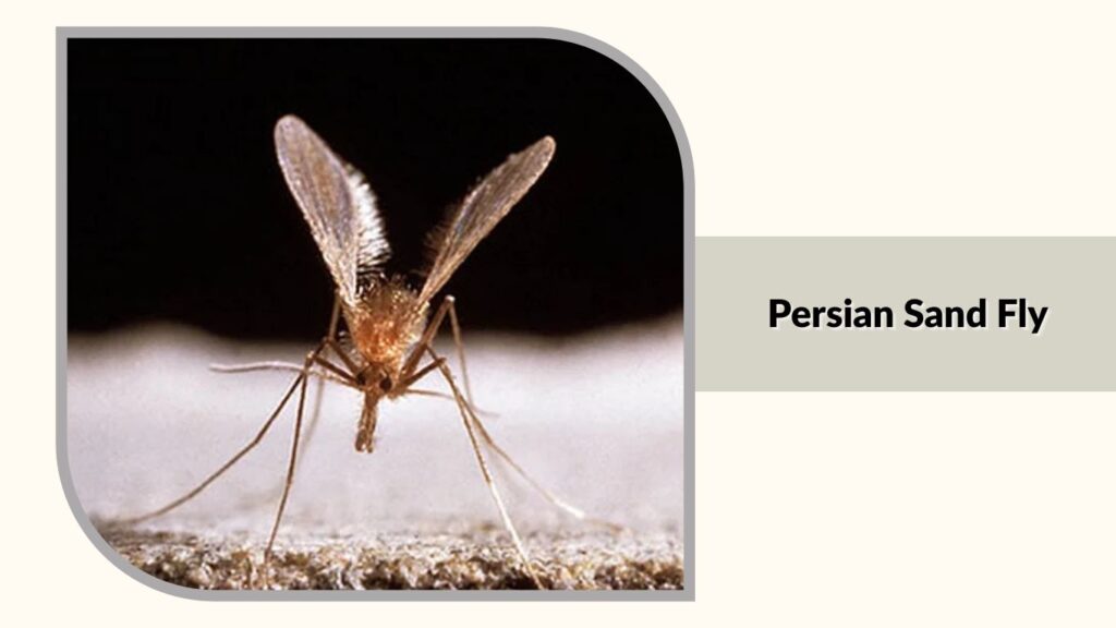  Persian Sand Fly