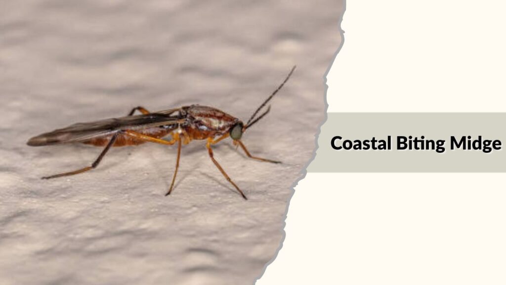 Coastal Biting Midge