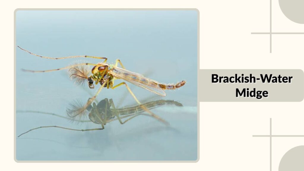 Brackish-Water Midge