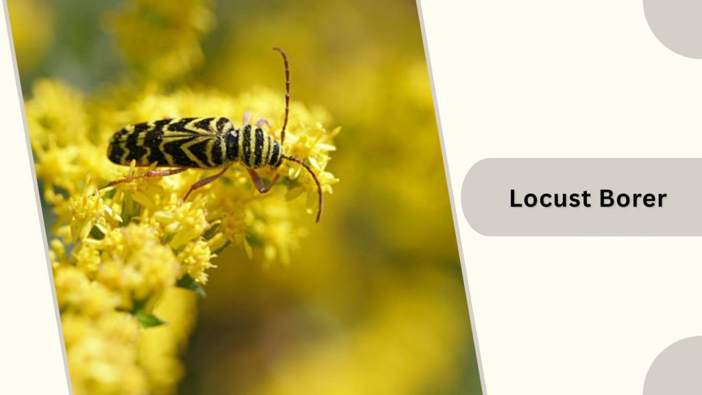 Locust Borer