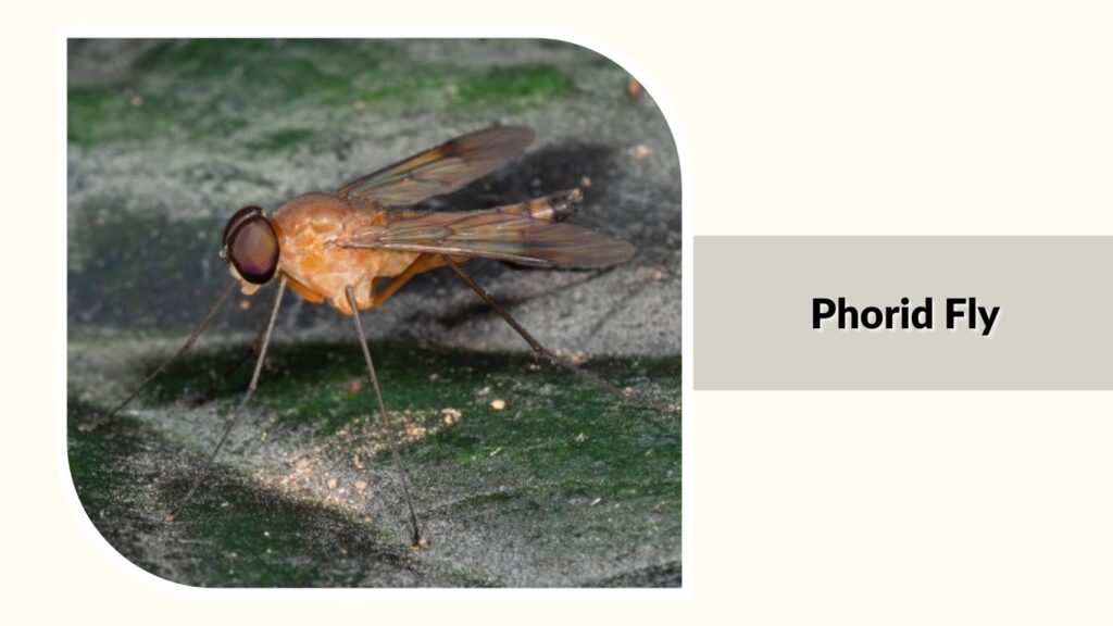 Phorid Fly