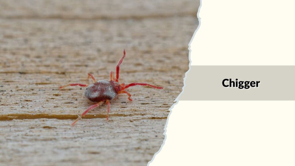 Chigger