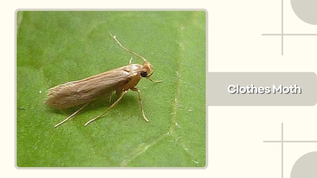 Clothes Moth
