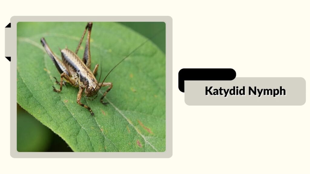 Katydid Nymph