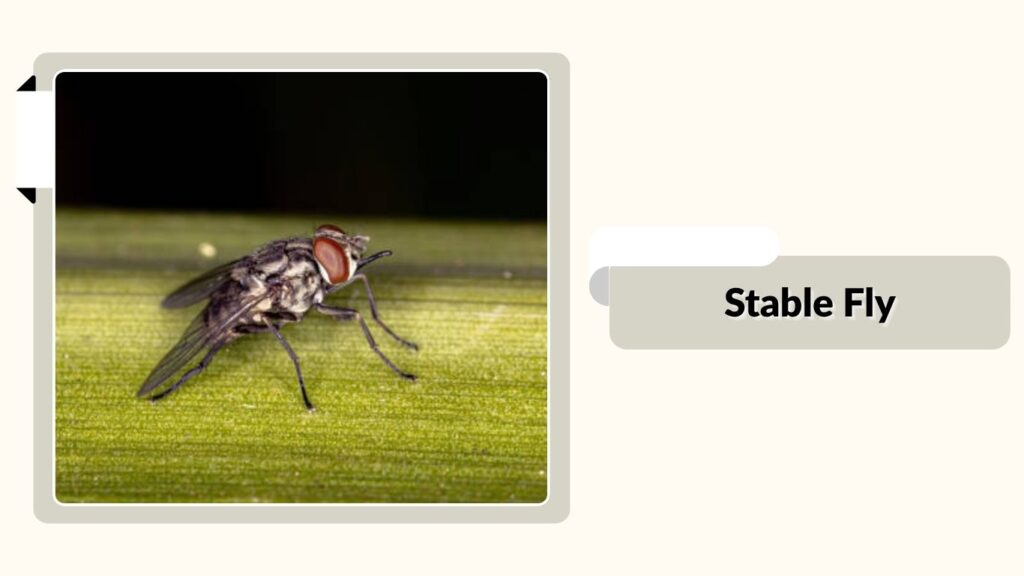 Stable Fly