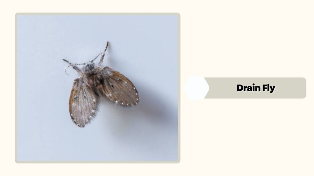 Drain Fly