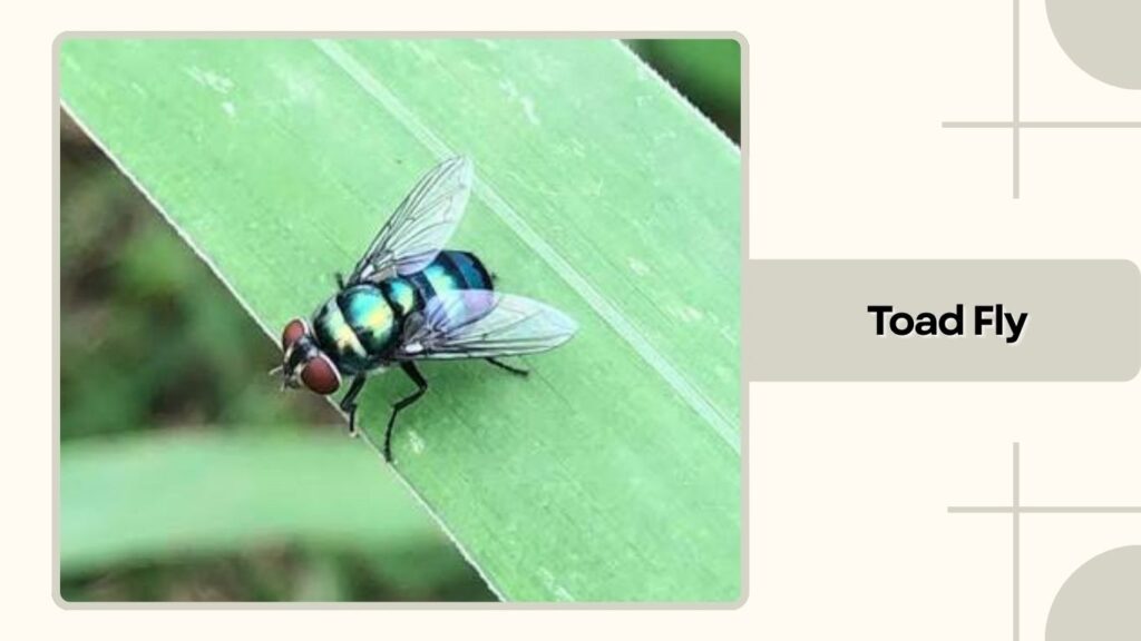 Toad Fly