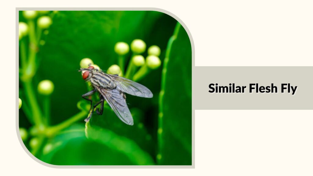 Similar Flesh Fly 