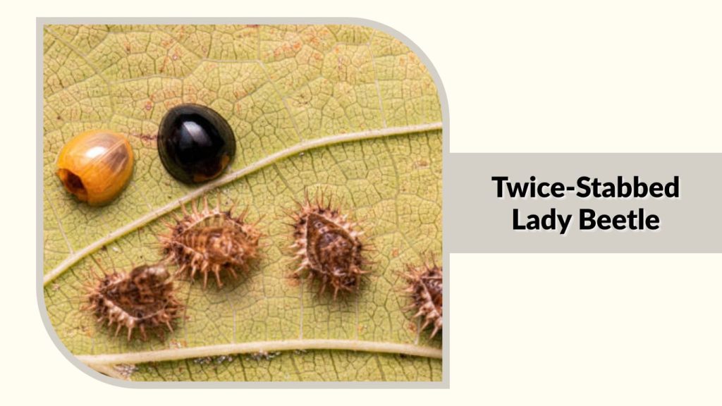 Twice-Stabbed Lady Beetle