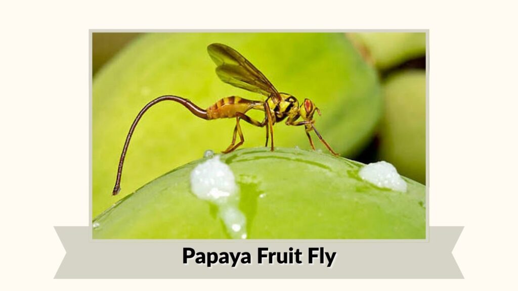 Papaya Fruit Fly