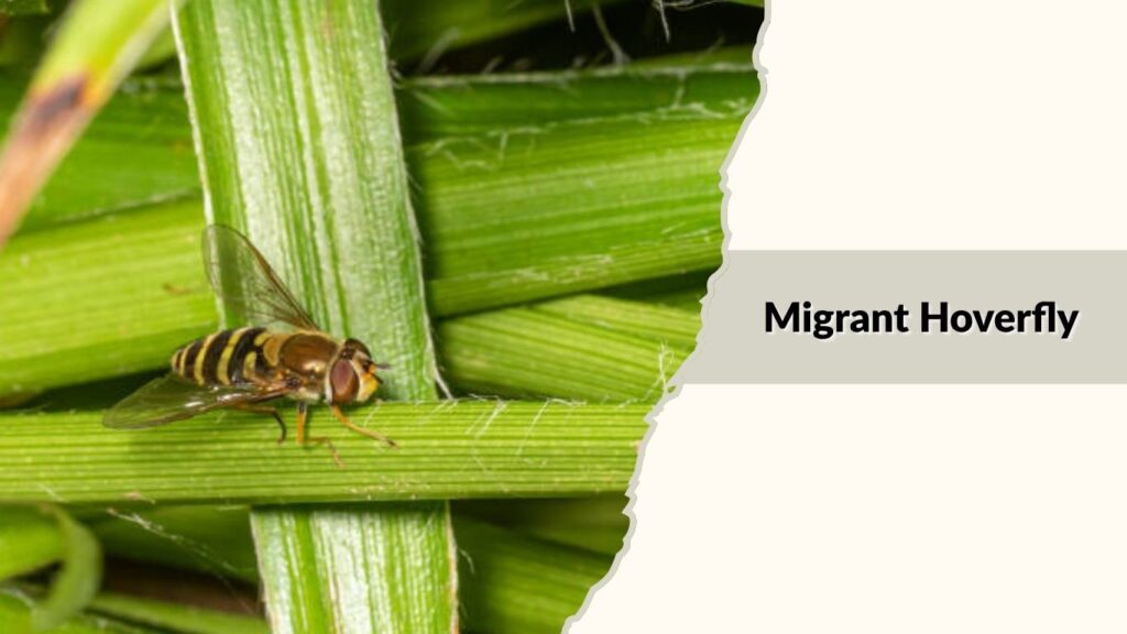 Migrant Hoverfly 