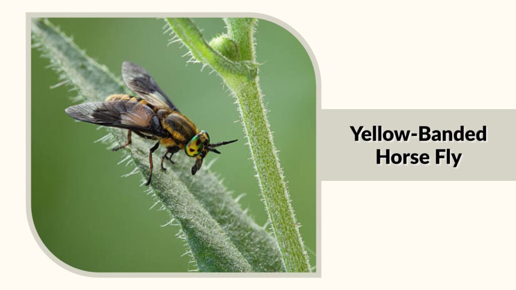Yellow-Banded Horse Fly