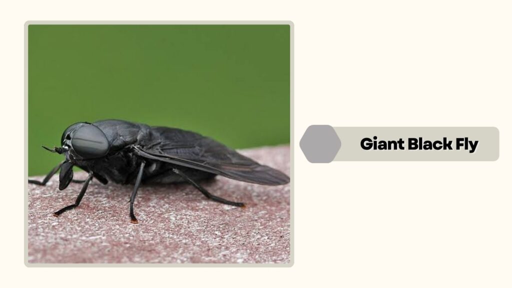 Giant Black Fly