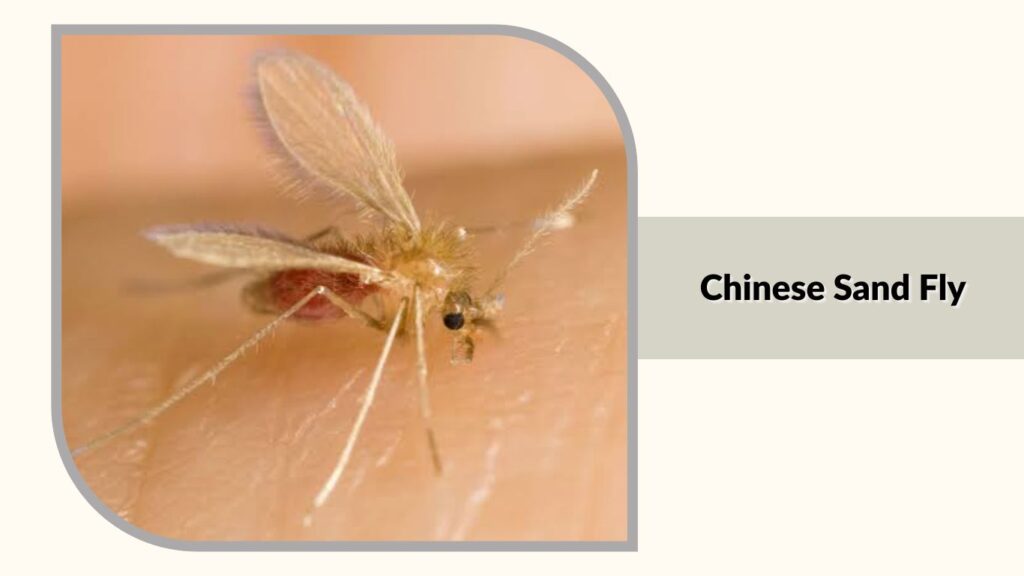  Chinese Sand Fly