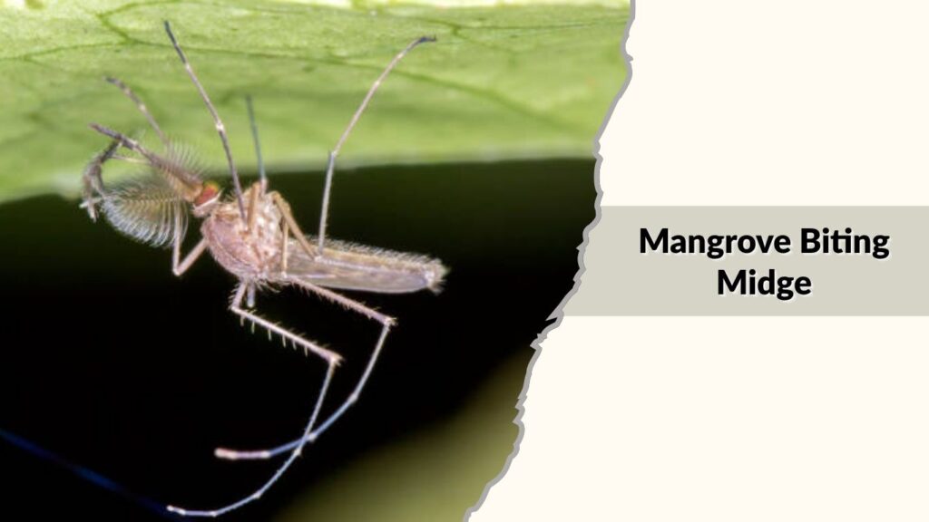 Mangrove Biting Midge