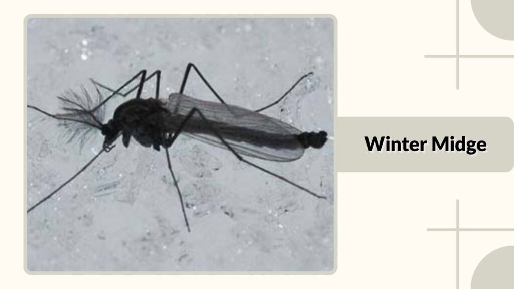  Winter Midge