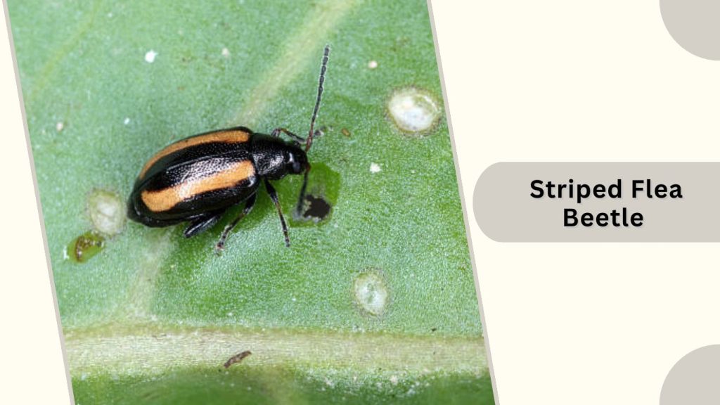 Striped Flea Beetle