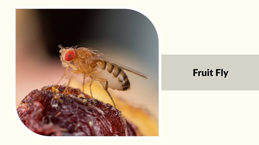 Fruit Fly