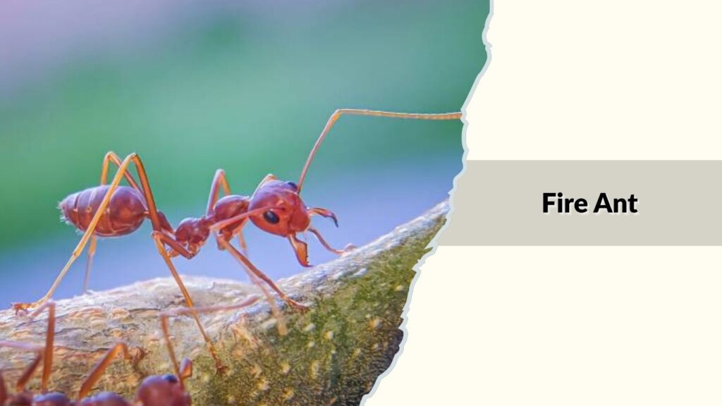 Fire Ant
