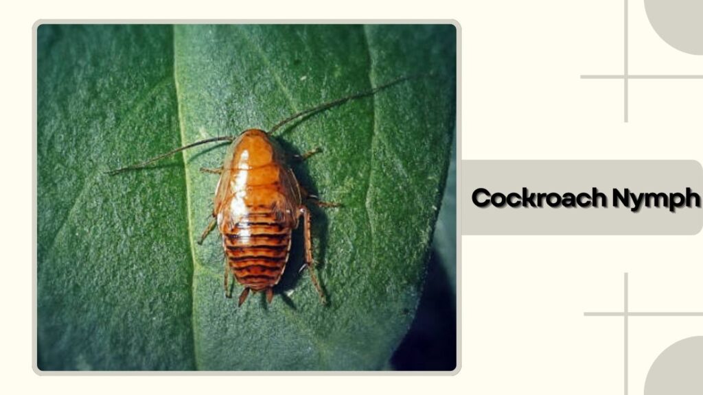 Cockroach Nymph