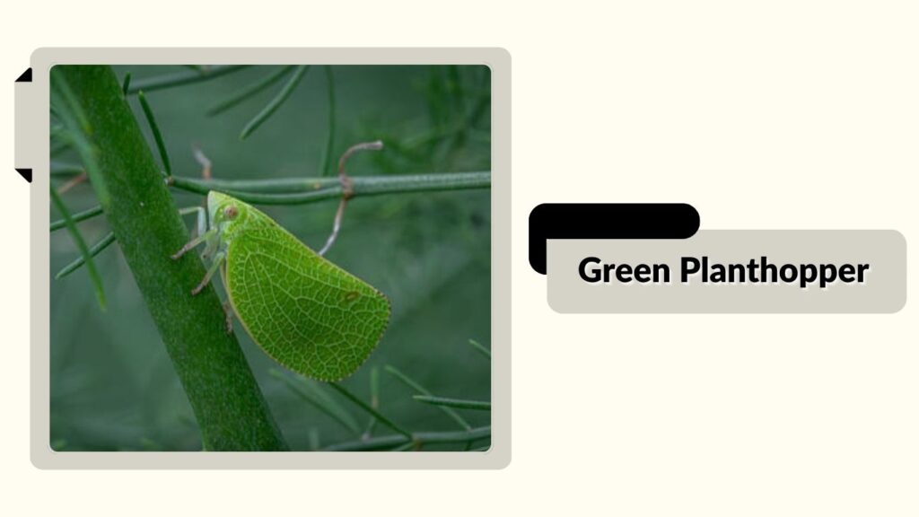 Green Planthopper