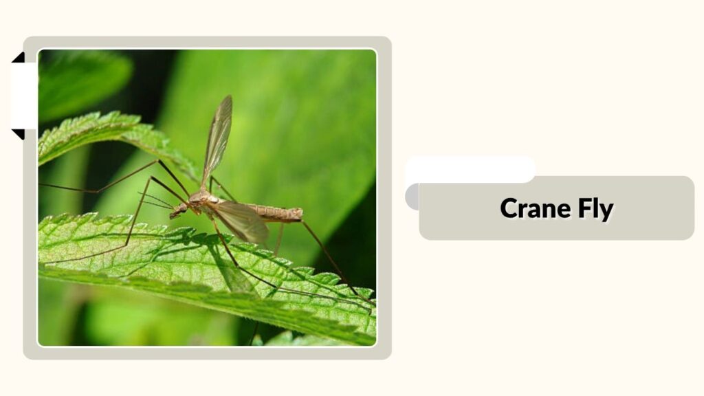 Crane Fly