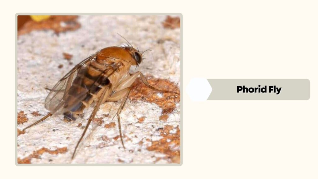 Phorid Fly