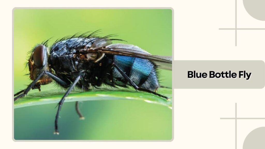 Blue Bottle Fly (C
