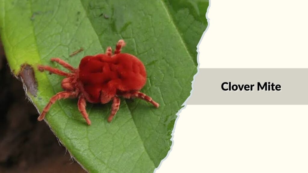 Clover Mite