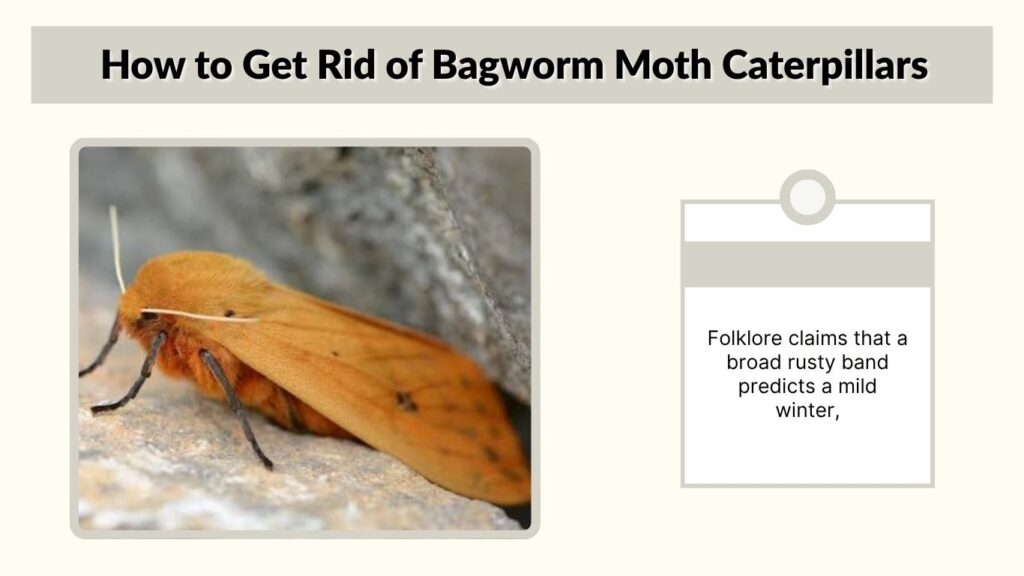 Can Woolly Bears Predict Winter Weather?